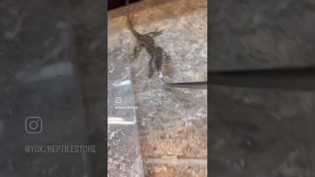 These baby raptors get 6.5 feet long as adult .  animal tooclose wacotexas