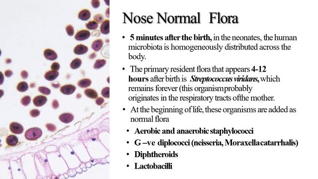 Normal flora of human body | Microorganisms and Humans | Microbiology