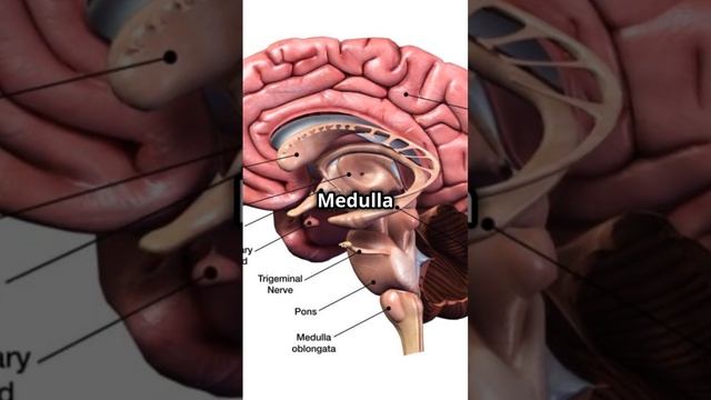 How Our Brain Stays Safe.....