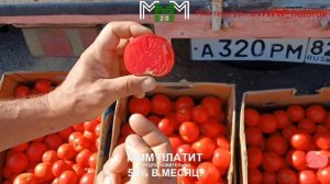 Крым. Оптовый рынок. Желябовка. Цены от 01.08.24