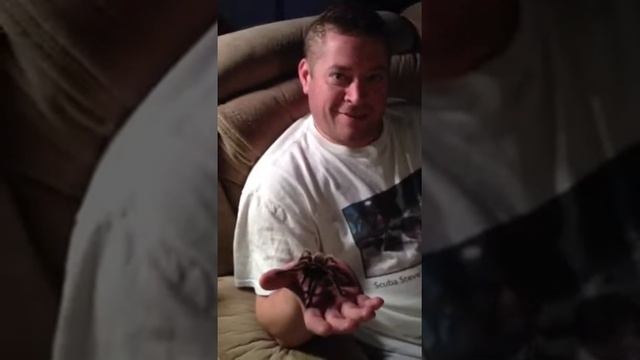 Chilean rose hair tarantula