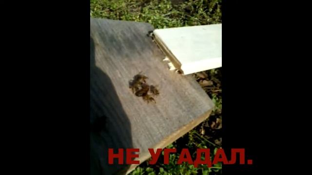 Пчеловодство с нуля. Объединение семей пчёл. НЕУДАЧА. 2017 июль. ПЧЕЛОВОДСТВО С НУЛЯ. смотреть онлайн