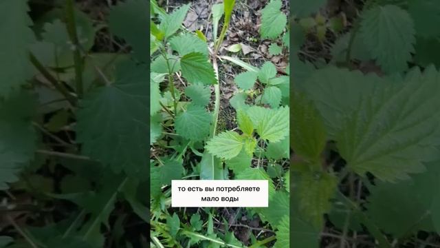 Крапива сгущает кровь? Реальные причины густой крови #фитотерапевт #фитотерапия #фиточай