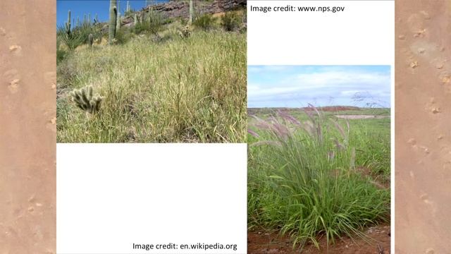 SPATIAL Video Lectures: C3 and C4 Plants