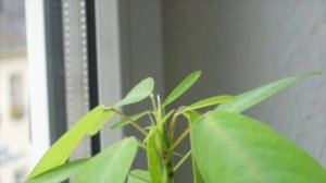 Telegraphenpflanze, Semaphore / Telegraph Plant