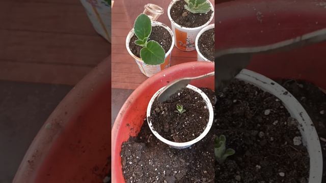 🥔Посадка клубней 🌹 Глоксинии|Деление клубня Глоксинии. смотреть онлайн