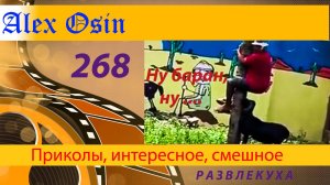 Ну баран, ну... Выпуск 268  Приколы и шутки. Юмор и интересное. Хохма и ржака