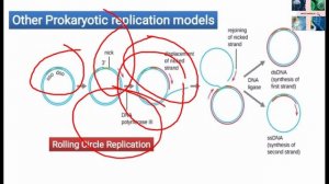 Rolling circle replication। Bio's World।