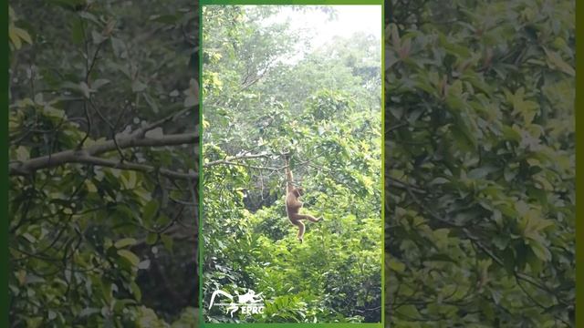 Singing Gibbon | EPRC смотреть онлайн