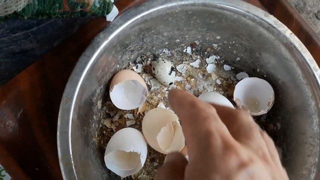 Лучший корм для кур несушек. Несутся в любую погоду.