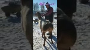 В Узбекистан увезли барана за 1 000 000 сомов