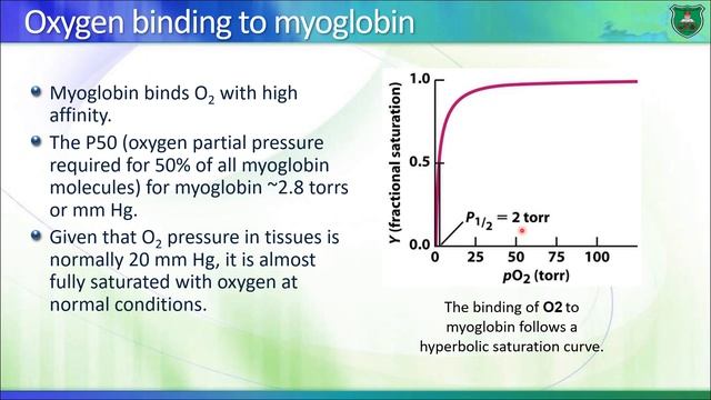 BioM04 Globular proteins 2020 2021 Audio смотреть онлайн