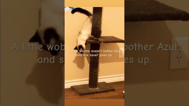 Cerebellar Hypoplasia (CH) doesn’t define Azul смотреть онлайн