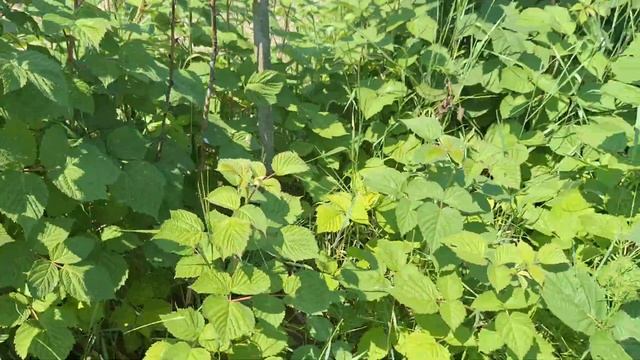 О наших летних сортах  малины без прекрас: Лячка, Соколица, Пшехиба, Глен Каррон. смотреть онлайн