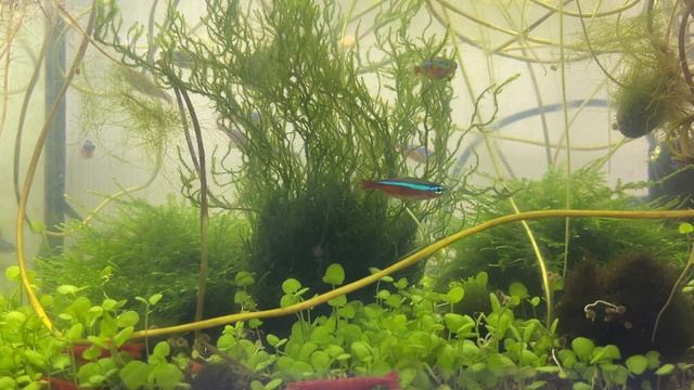 Cardinal Tetra with Red Fire Shrimps смотреть онлайн