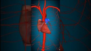 Круги кровообращения