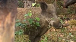 КАБАН Sus scrofa  Энциклопедия дикой природы