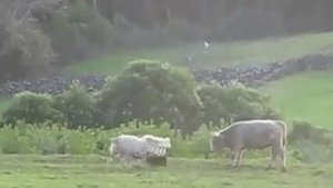 1, баран и бык , эх забодаю !