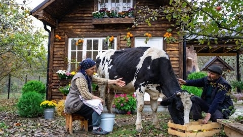 Сыроделие: Изготовление Сыра из Свежего Коровьего Молока