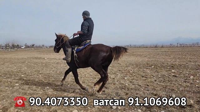 10.02.2023 ОК ЁЛ ОТ УЮРГА ЯХШИ ОТНИ УЛОГИ БОР.!продаются лошады.Жылкы базар(Mus Tv)(Hiloliddin Uz) смотреть онлайн