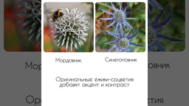 ИЗЮМИНКИ В ЛЮБОМ ЦВЕТНИКЕ #shortvideo #сад #garden #ландшафтныйдизайн #новинка #цветы #лето #дача
