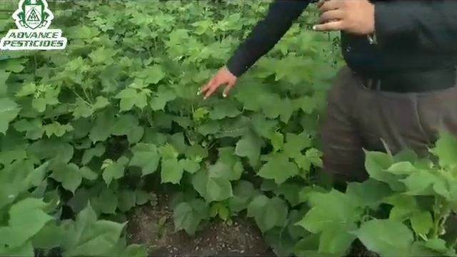 Advance pesticides Fertistar 20:50:00 смотреть онлайн