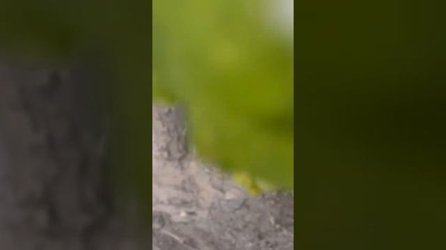 First time Fruiting from my grapes plant gardening terrace terracegardening 