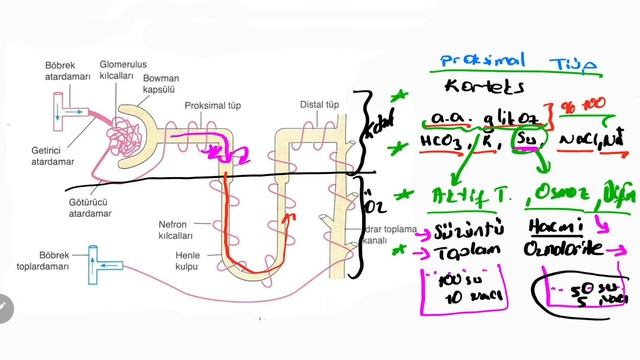 Biyoloji 11.Sınıf - Boşaltım Sistemi 2 (Nefron İşlevi ve İdrar Oluşumu) смотреть онлайн