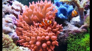 Кратко про рыбу клоун