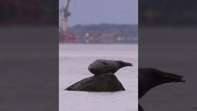 Памятник морскому котику... смотреть онлайн