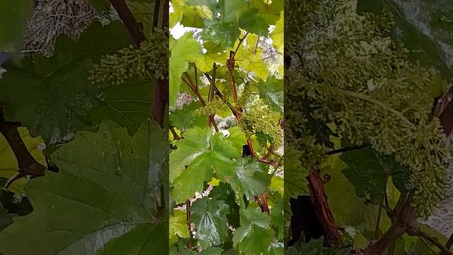 Fruits Flowers Vegetable Greenery Wildlife Imaginary Fancy Nature of Central Asia