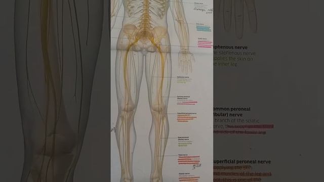 nervous system..... bundles of nerves