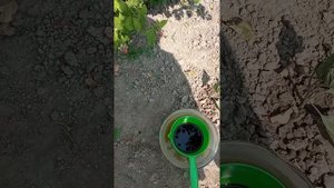 🍆🌶️ ПОДКОРМКА ПЕРЦА, БАКЛАЖАН