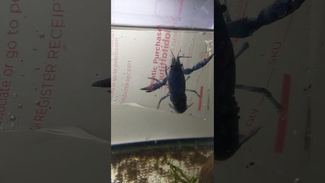 I Bought Hundreds of *RARE* Blue Lobster Babies from Petco!! смотреть онлайн