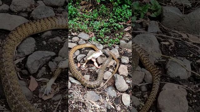 मेंढक को खता हुआ सांप | Snake eating frog смотреть онлайн