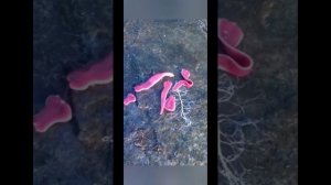 Инопланетный червь,пускает липкую паутину.