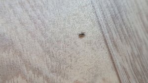 Паук скакунчик