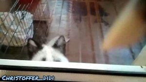 Домашняя лиса в квартире/ pet fox Christoffer/