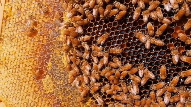 Пчёлы Кордован.Какие же они красивые и разные. смотреть онлайн