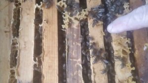 Как зимует карника?