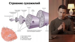 30. Сухожилия. Строение, виды, функции, коллаген, энергия упругой деформации