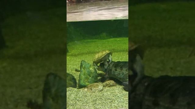 Черепахе вообще покайфу. А крокодил закалебался.