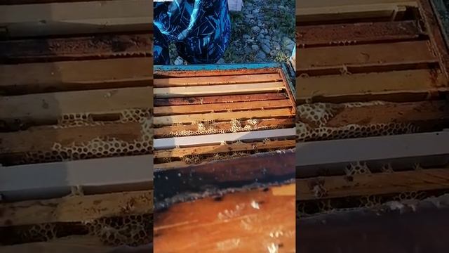 Карника смотреть онлайн