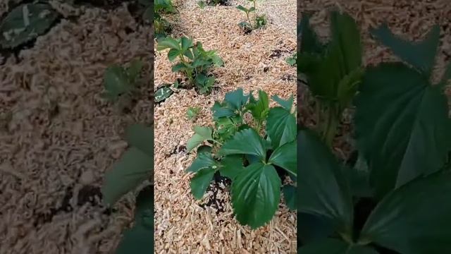 🍓🍓🍓#клубника #надаче #делаогородные ... Всегда мульчирую ягоду опилками 👍