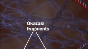 DNA Replication | helicase | Okazaki fragments Cheman Biology 12th biology