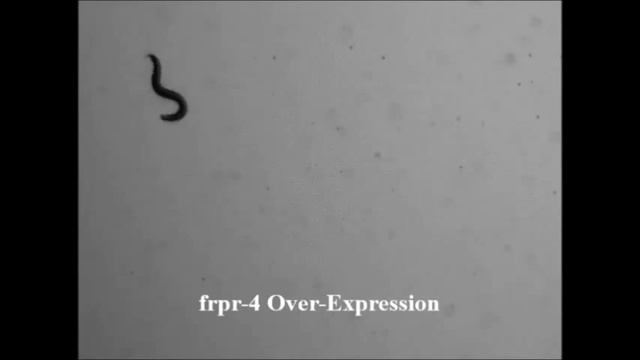 FRPR-4 Is a G-Protein Coupled Neuropeptide Receptor That Regulates Behavioral Quiescence... смотреть онлайн