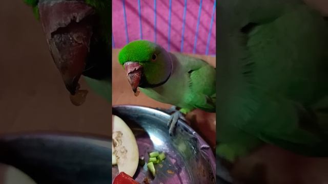 parrot talking,mitthu pyare,#mithhu #shortvideo #subscribe #youtube смотреть онлайн