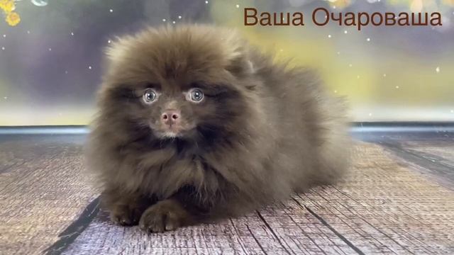 Дети Эстер