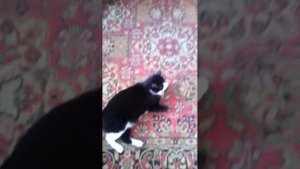 Киса оп оп оп и Крутая песня