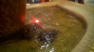 разноцветные рыбки